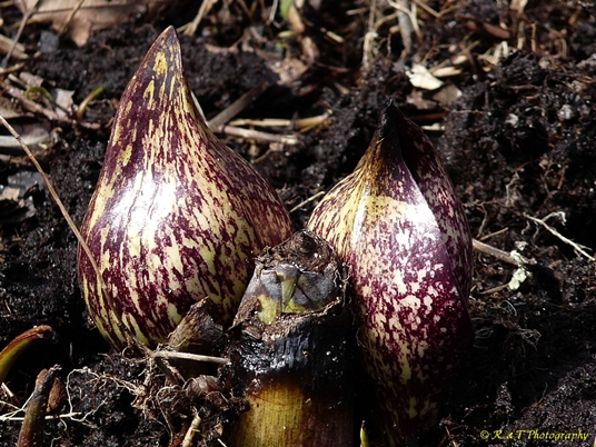 {Symplocarpus foetidus}